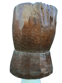 Large Indonesian auger