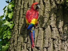 Red Parrot - Cast iron