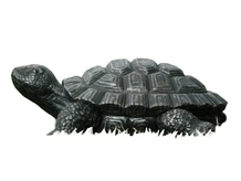 Statue turtle - 32 cm - Magnesia