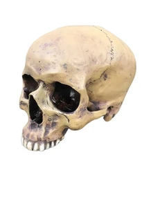 Decorative skull - Skull - Polystone