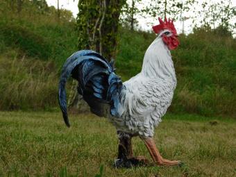 Rooster statue - 50 x 45 cm - Polystone