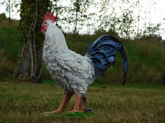 Rooster statue - 50 x 45 cm - Polystone