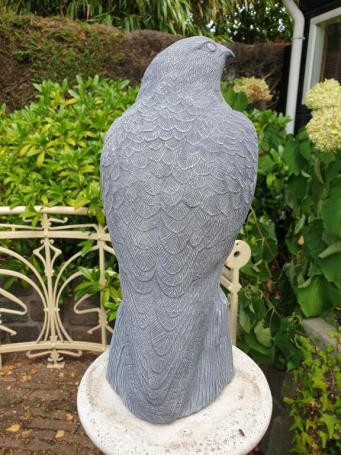 Beautiful eagle, very detailed