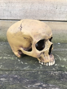 Decoratieve Schedel - Skull - Polystone