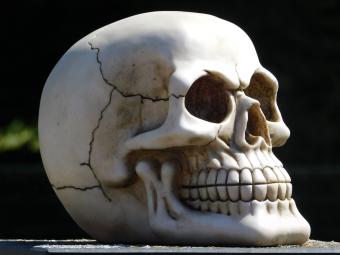 Levensgrote Schedel - Polystone - Decoratie