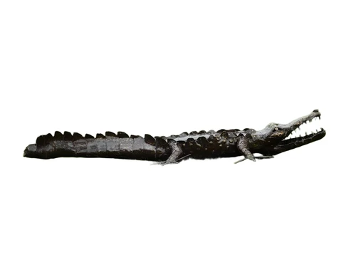 Crocodile XL - 220 cm - Unique and Handmade from Metal