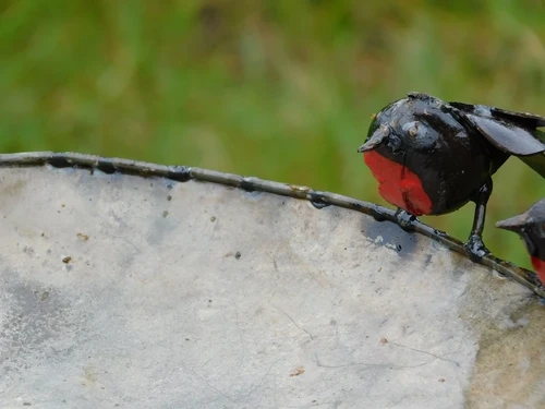 Vogeltränke - Schwarz mit Vögeln 2 zu 1 - Gartenstab - Metall