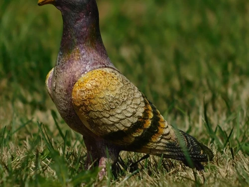 Sculpture of a Pigeon – Cast Iron – Coloured