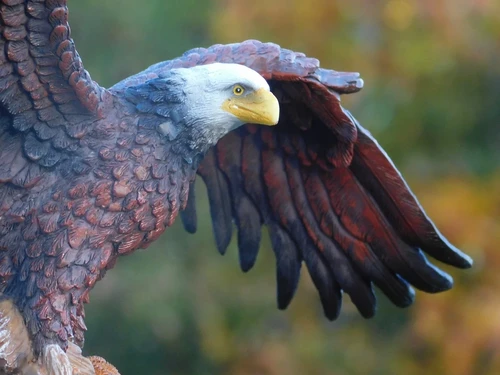 Bald Eagle - 40 x 50 cm - Polystone