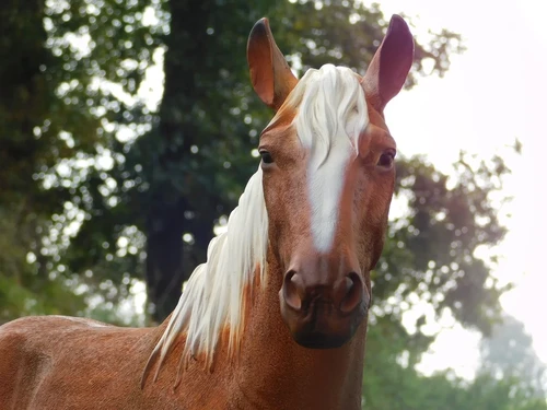 Statue Horse Blond - 110 cm - Polystone