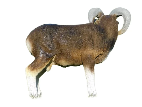 Statue Ram in Colour - 65 cm - Polystone