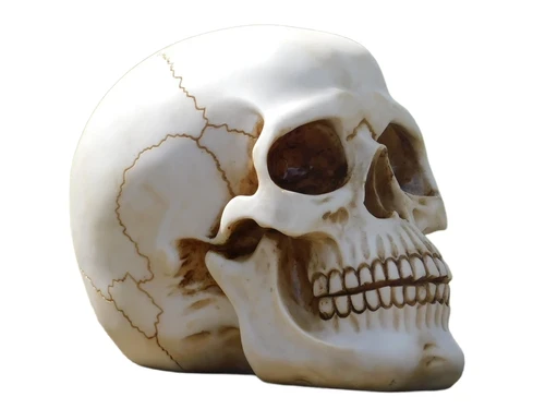 Decorative Skull - Polystone - Detailed
