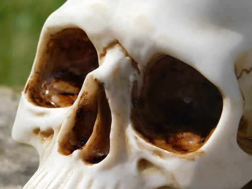 Decorative Skull - Polystone - Detailed