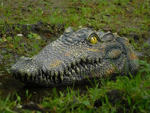 Crocodile head - 35 cm - Polystone