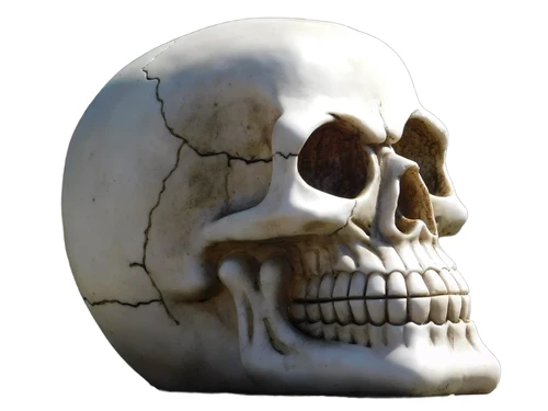 Life-size skull - Polystone - Decoration