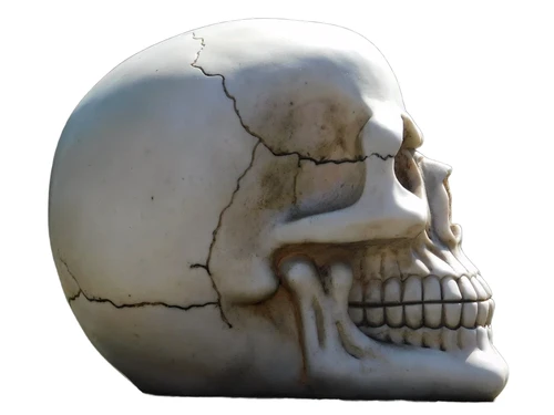 Life-size skull - Polystone - Decoration