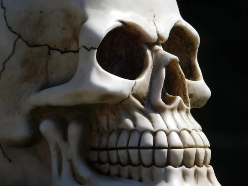 Life-size skull - Polystone - Decoration