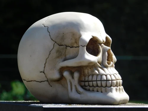 Life-size skull - Polystone - Decoration