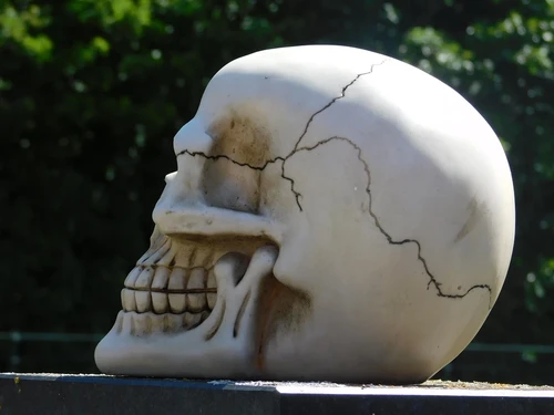 Life-size skull - Polystone - Decoration