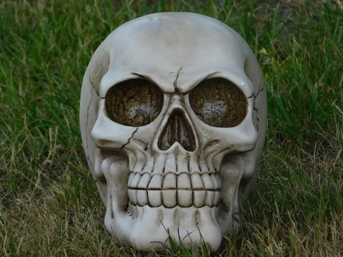 Life-size skull - Polystone - Decoration
