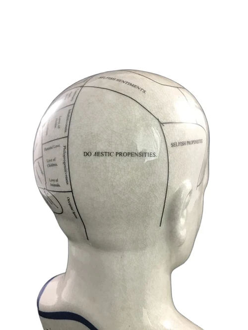 A porcelain phrenology head in blue coloring