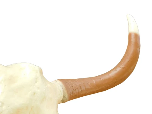 Large Bull Skull - 70 cm - Polystone