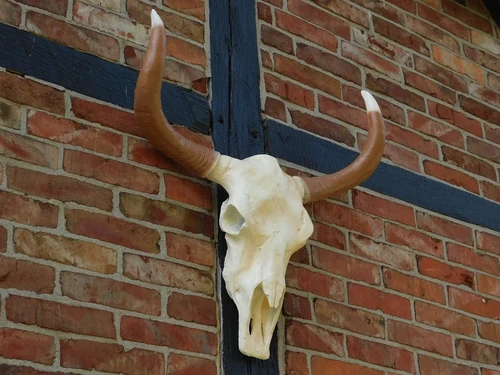 Large Bull Skull - 70 cm - Polystone