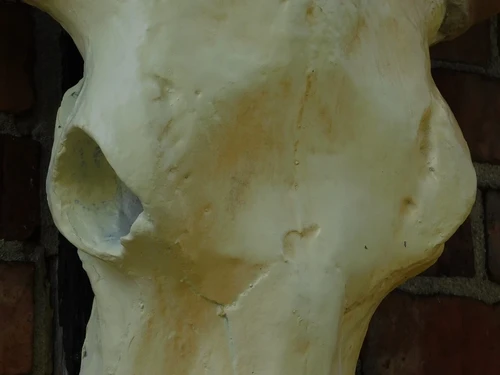 Large Bull Skull - 70 cm - Polystone