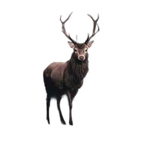 Painting Deer - 90 x 60 cm