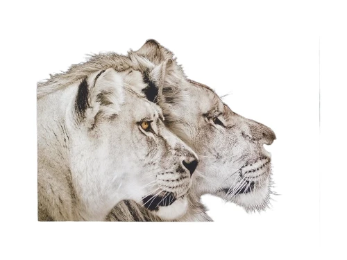 Gemälde Löwe und Löwin - 90 x 60 cm 