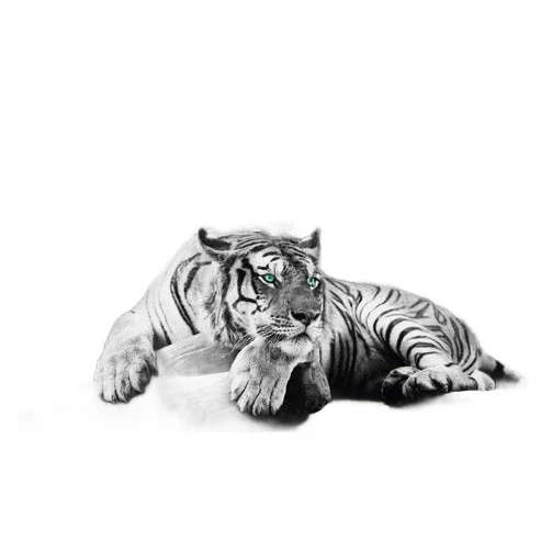 Painting Tiger - 90 x 60 - Black and white