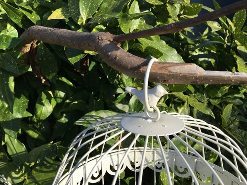 Set of Decorative Birdcages – Metal – Round – Antique White