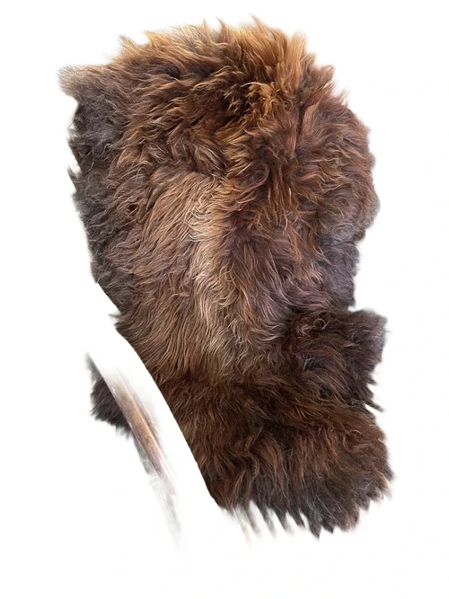 Schönes braun gesprenkeltes Fell Grizzly Icelander, super hübsch!!!