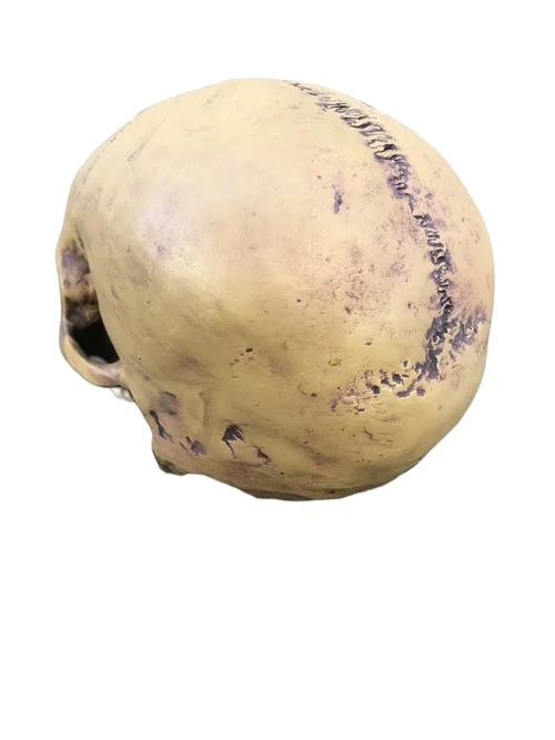 Decorative skull - Skull - Polystone