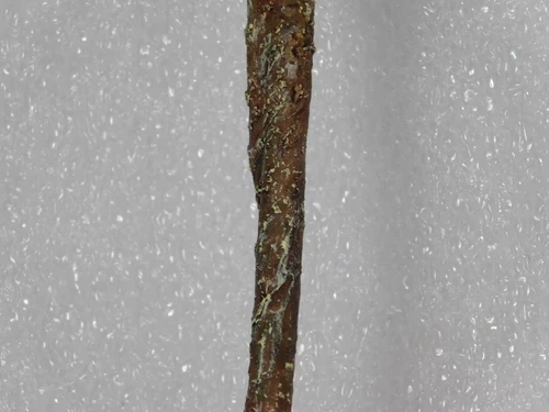 Kunstbloem Lelie Tak - Paars - 74 cm