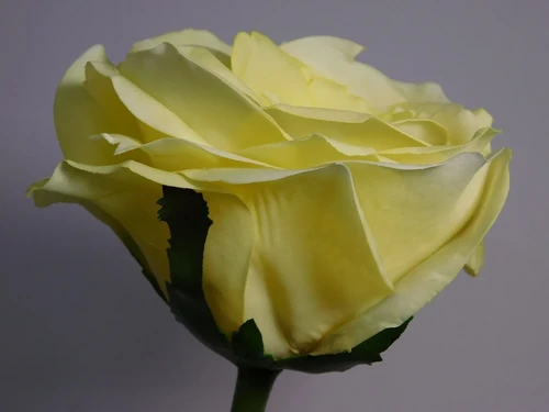 Artificial flower Rose Steel - Yellow - 36 cm