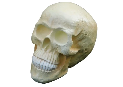 Schädel XL - Polystone - Schädel
