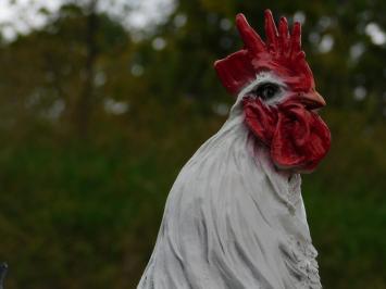 Rooster statue - 50 x 45 cm - Polystone