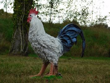 Rooster statue - 50 x 45 cm - Polystone