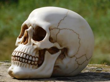 Decorative Skull - Polystone - Detailed