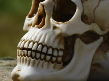 Decorative Skull - Polystone - Detailed