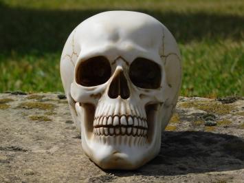 Decorative Skull - Polystone - Detailed