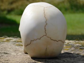 Decorative Skull - Polystone - Detailed
