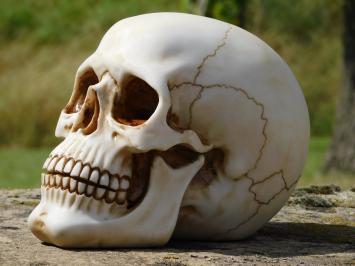Decorative Skull - Polystone - Detailed