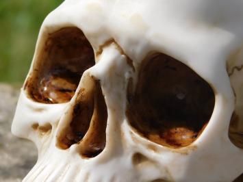 Decorative Skull - Polystone - Detailed