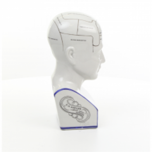 A porcelain phrenology head in blue coloring.