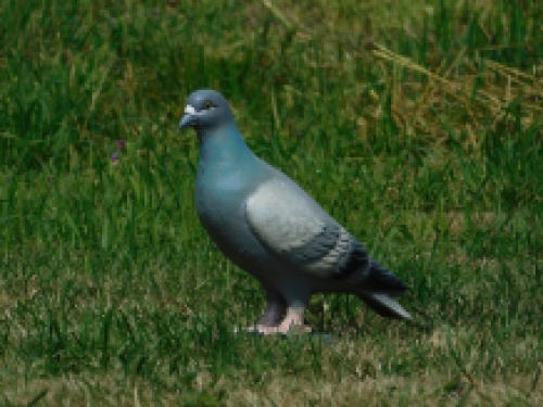 Leuk beeld, in kleur, van een duif, gemaakt van gietijzer