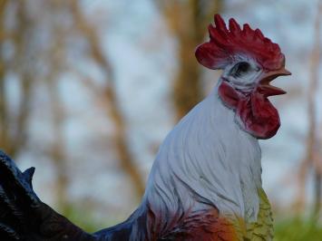 Rooster in Colour - 45 cm - Polystone