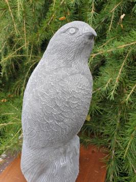 Beautiful eagle, very detailed