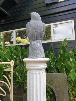 Beautiful eagle, very detailed